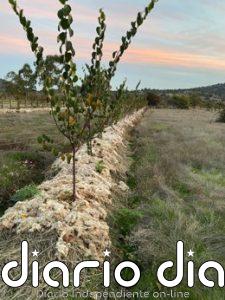 Un proyecto piloto reutilizará la lana local como acolchado natural en cultivos y reforestaciones en Sierra Espuña