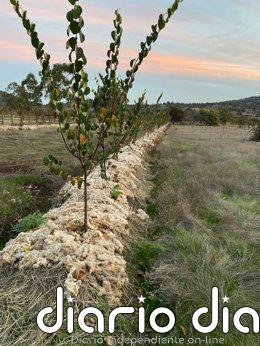 Un proyecto piloto reutilizará la lana local como acolchado natural en cultivos y reforestaciones en Sierra Espuña