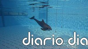Una estudio descubre en el Loro Parque (Tenerife) cómo los delfines interpretan su entorno mediante el sonido