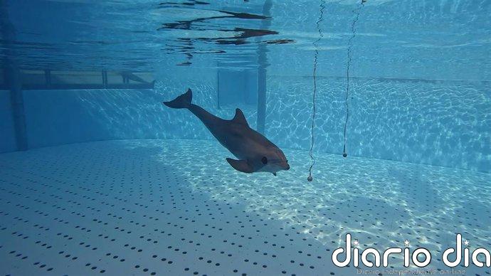 Una estudio descubre en el Loro Parque (Tenerife) cómo los delfines interpretan su entorno mediante el sonido