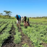 Una nueva variedad de garbanzo impulsa la resiliencia climática en África