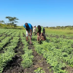Una nueva variedad de garbanzo impulsa la resiliencia climática en África