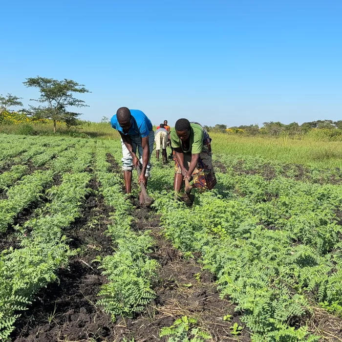 Una nueva variedad de garbanzo impulsa la resiliencia climática en África