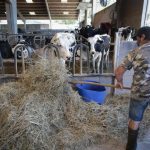 Unións Agrarias estima en 164 millones de euros las pérdidas en la producción de forrajes debido a la sequía