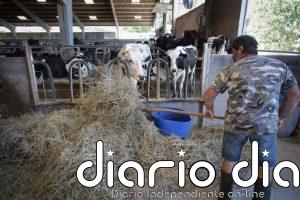 Unións Agrarias estima en 164 millones de euros las pérdidas en la producción de forrajes debido a la sequía