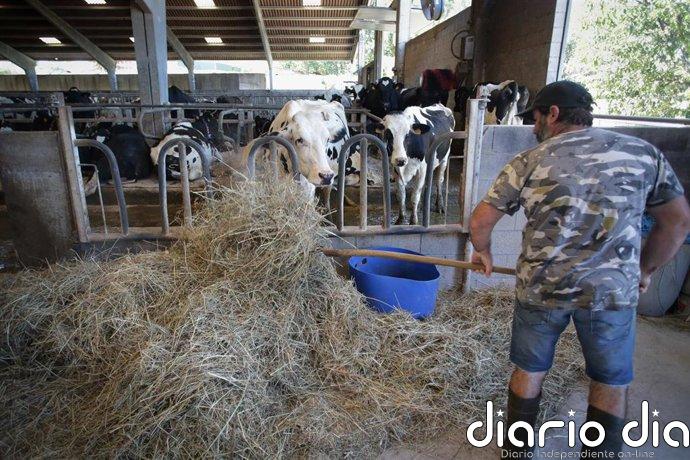 Unións Agrarias estima en 164 millones de euros las pérdidas en la producción de forrajes debido a la sequía