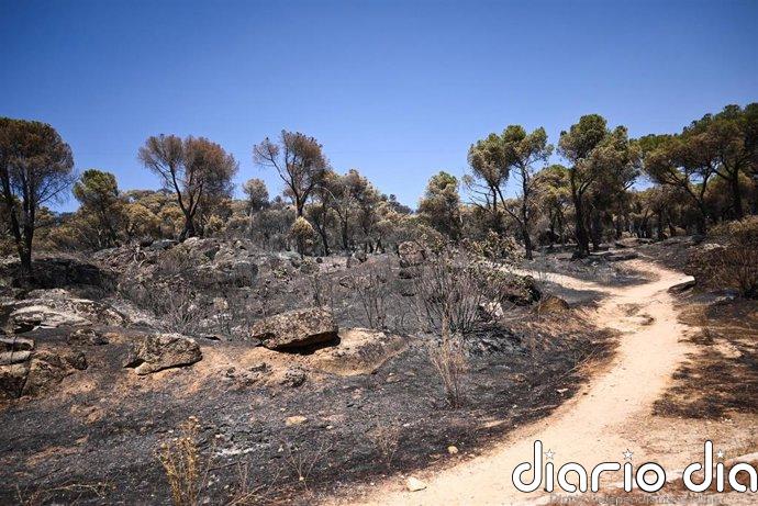 Unos 40 efectivos siguen refrescando el perímetro de incendio Sierra Oeste, con especial atención al embalse de San Juan