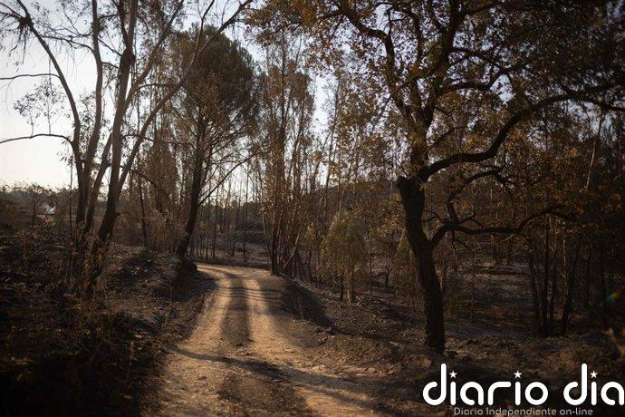 Valverde (Huelva) aplaza 48 horas el inicio de su feria, prevista para el día 12, por el incendio de Niebla