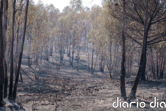 Voluntarios se coordinan para distribuir suministro a los animales del entorno del incendio de Niebla (Huelva)
