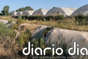 WWF dice que la Junta "no cumple" la recomendación de la Unesco de restaurar los corredores ecológicos de Doñana