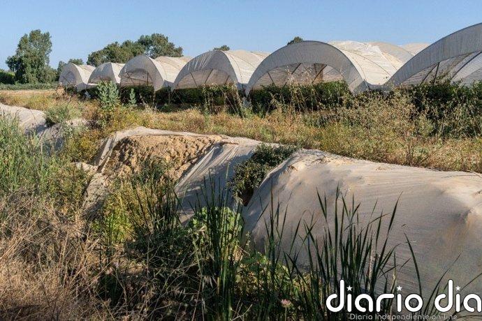 WWF dice que la Junta "no cumple" la recomendación de la Unesco de restaurar los corredores ecológicos de Doñana