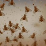 Así es el mapa del cerebro de una mosca: más de 166.000 neuronas conectadas para entender cómo pensamos y actuamos