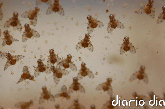 Así es el mapa del cerebro de una mosca: más de 166.000 neuronas conectadas para entender cómo pensamos y actuamos