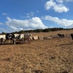 Baleares lanza ayudas de 12,2 millones para inversión agraria