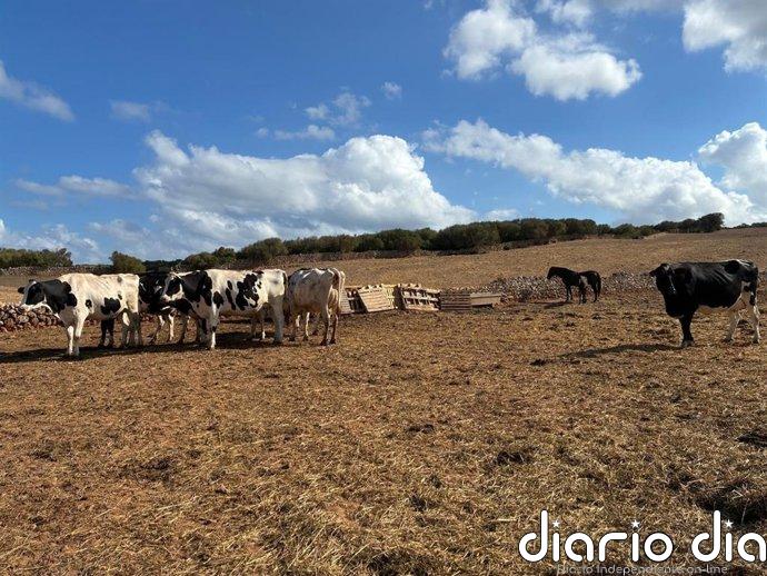 Baleares lanza ayudas de 12,2 millones para inversión agraria