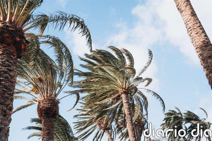 Canarias declara la prealerta por viento en todo el archipiélago desde la tarde de este sábado