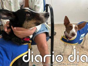 Casi un centenar de menores se beneficia de la terapia canina en el Hospital de Jaén