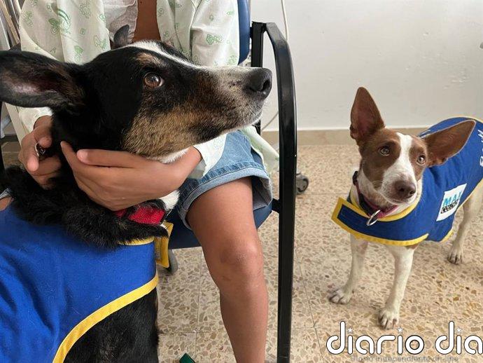 Casi un centenar de menores se beneficia de la terapia canina en el Hospital de Jaén