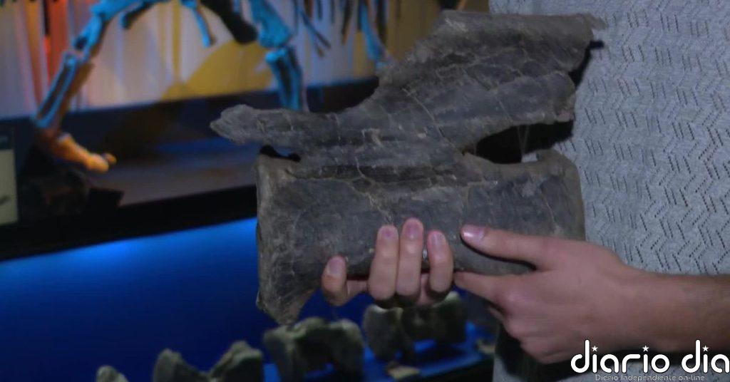 Confirman el hallazgo en Teruel de los restos del primer diplodocus hallado fuera de Norteamérica