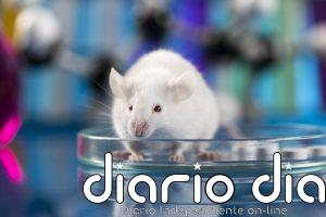 Desarrollan nanopartículas que inducen regeneración de neuronas en modelos de enfermedad de Alzheimer
