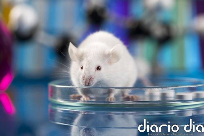 Desarrollan nanopartículas que inducen regeneración de neuronas en modelos de enfermedad de Alzheimer