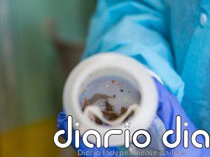 Desarrollan un sistema con IA para detectar la enfermedad de Chagas en tiempo real en el móvil