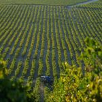 El agotamiento de las aguas subterráneas asociado a la agricultura es más grave de lo que se creía