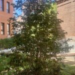 El árbol que acompañó al Papa León XIV durante su visita a Cedia echa nuevas raíces en el jardín de la sede de Cáritas