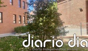 El árbol que acompañó al Papa León XIV durante su visita a Cedia echa nuevas raíces en el jardín de la sede de Cáritas