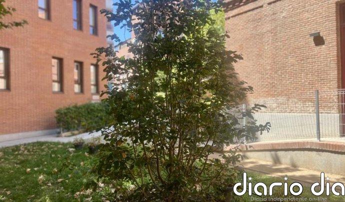 El árbol que acompañó al Papa León XIV durante su visita a Cedia echa nuevas raíces en el jardín de la sede de Cáritas