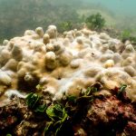 El coral pierde terreno en el mundo, pero resiste en el Pacífico mesoamericano