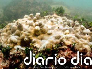 El coral pierde terreno en el mundo, pero resiste en el Pacífico mesoamericano