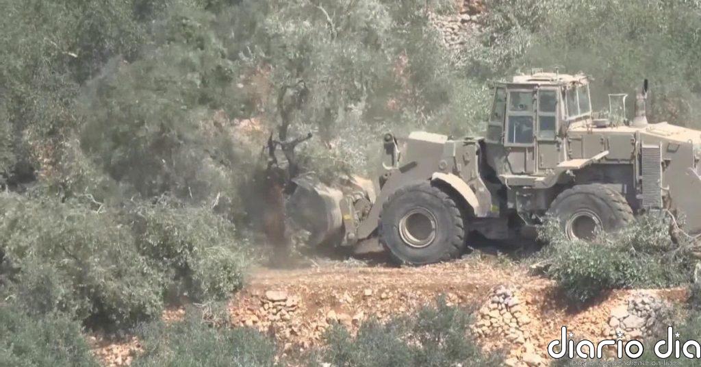 El Ejército israelí arranca decenas de olivos de familias palestinas antes de la cosecha
