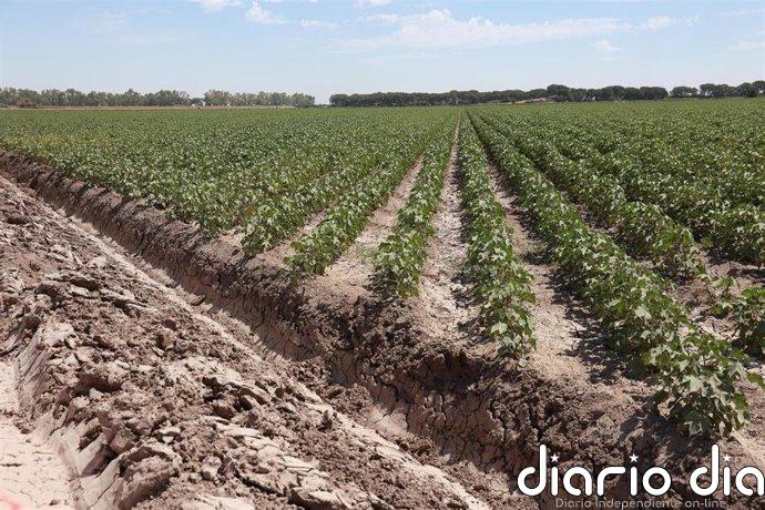 El Foro AgroGO! analizará en Cabra (Córdoba) las oportunidades y los límites de la digitalización y la IA en el campo