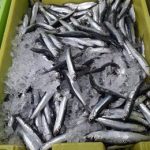 El Gobierno activa el mecanismo de optimización de cuota de anchoa del Cantábrico con casi 800 toneladas