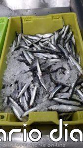 El Gobierno activa el mecanismo de optimización de cuota de anchoa del Cantábrico con casi 800 toneladas