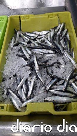 El Gobierno activa el mecanismo de optimización de cuota de anchoa del Cantábrico con casi 800 toneladas