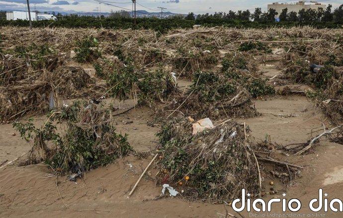 El Gobierno amplía en 75,2 millones el presupuesto para recuperar el potencial productivo afectado por la dana