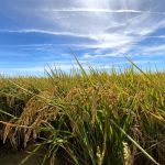 El Gobierno destina 4,5 millones para mejorar las condiciones de vida de la población vulnerable del entorno de Doñana