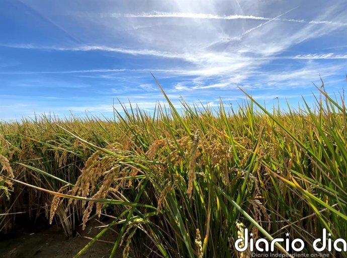 El Gobierno destina 4,5 millones para mejorar las condiciones de vida de la población vulnerable del entorno de Doñana