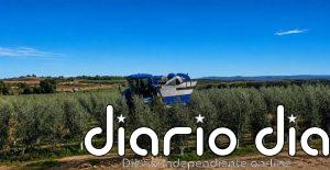 El Gobierno no aprecia "indicios de una expansión significativa" del cultivo de olivar en el entorno de Doñana