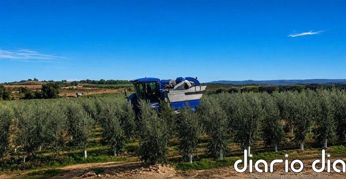 El Gobierno no aprecia "indicios de una expansión significativa" del cultivo de olivar en el entorno de Doñana