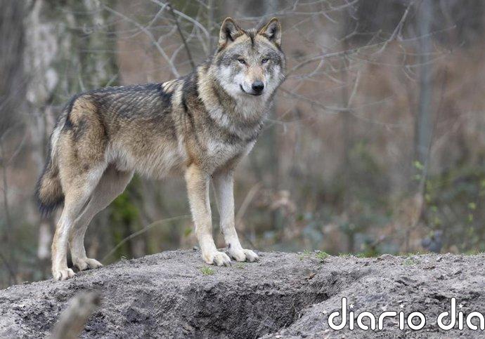 El Gobierno puntualiza que el expediente de infracción de UE a España por el informe del lobo está en fase "preliminar"