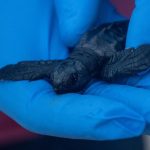 El Govern mantendrá el servicio de recuperación de la fauna silvestre y sus profesionales con una fundación pública