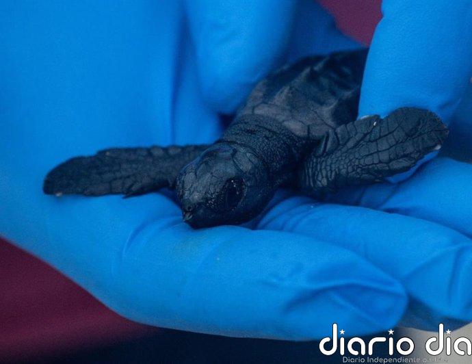 El Govern mantendrá el servicio de recuperación de la fauna silvestre y sus profesionales con una fundación pública