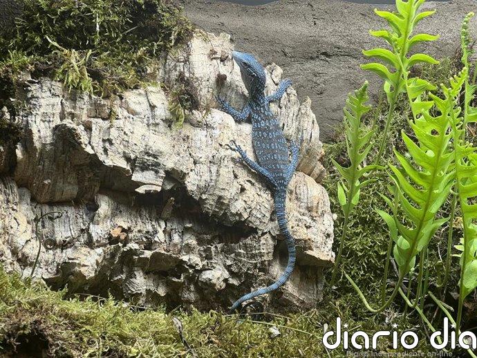 El Parque de la Naturaleza de Cabárceno incorpora tres ejemplares de varano azul, una especie amenazada de lagarto