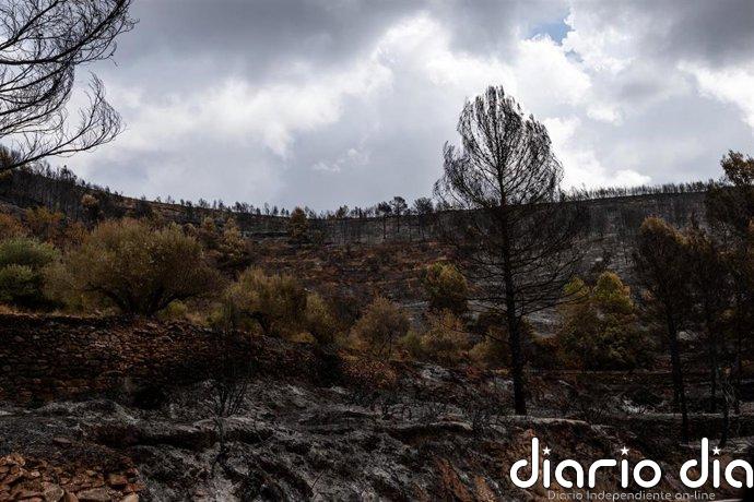 El programa Emerge de Labora permitirá a 328 municipios contratar a 1.700 personas para prevenir incendios forestales