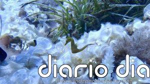 El proyecto 'Caballitos de mar Baleares' de Banca March y Fundación Palma Aquarium introduce más de 1.500 ejemplares