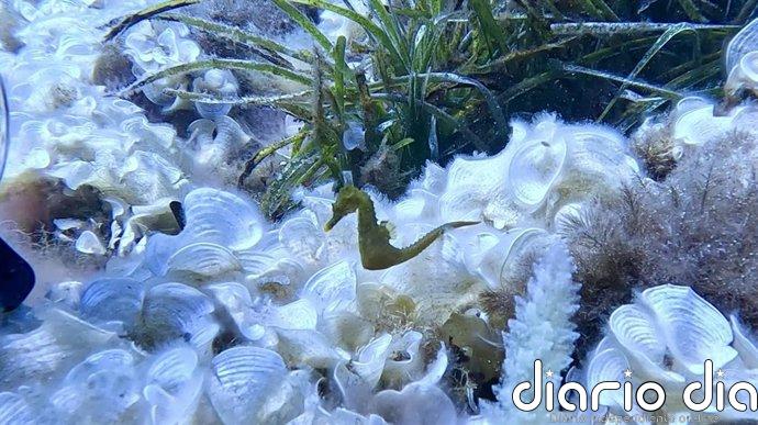 El proyecto 'Caballitos de mar Baleares' de Banca March y Fundación Palma Aquarium introduce más de 1.500 ejemplares
