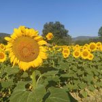 El tiempo en Extremadura para hoy sábado, 19 de septiembre de 2026